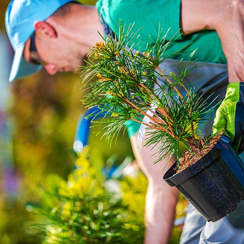 TREE-PLANTING